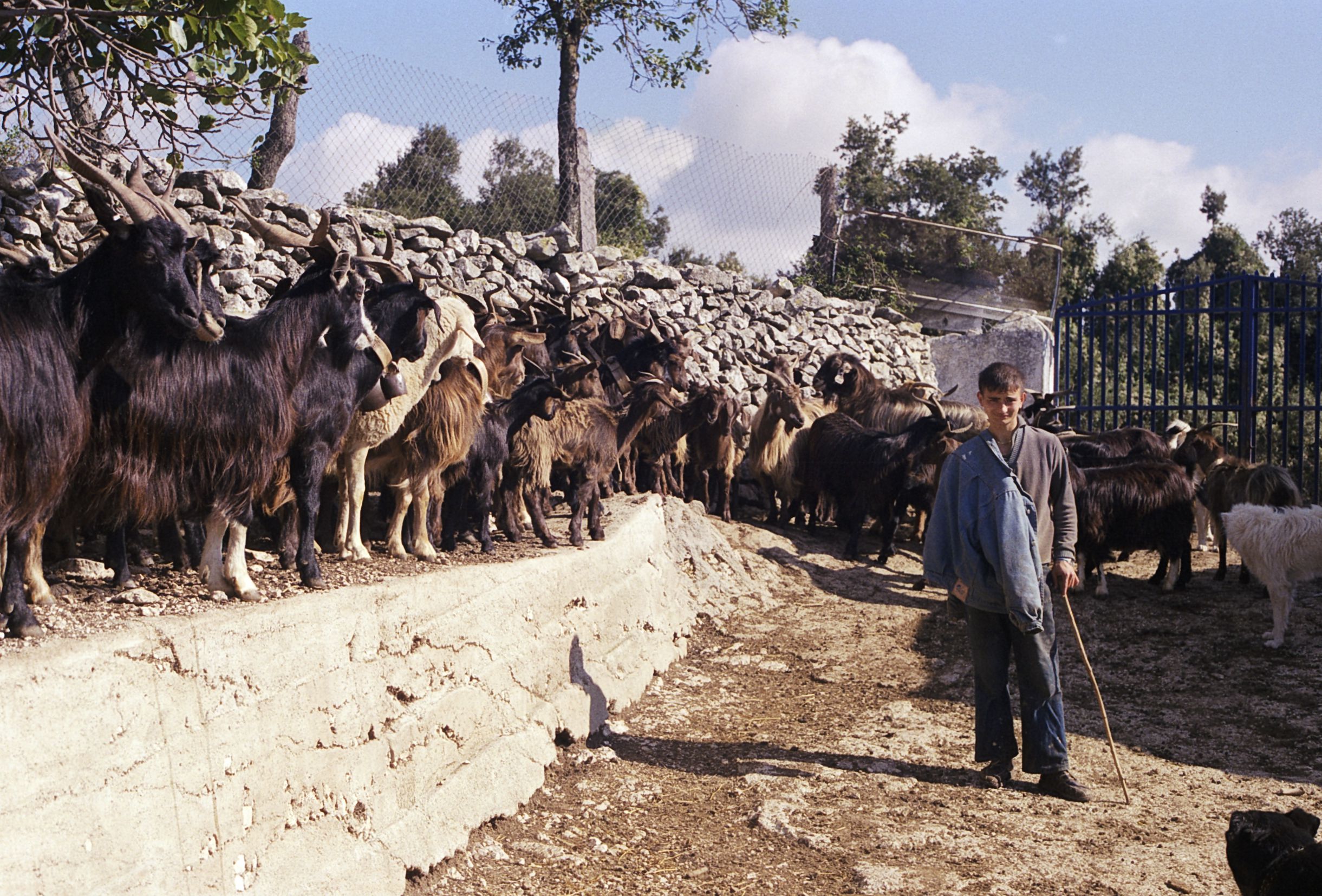 A shepherd boy with his goats
