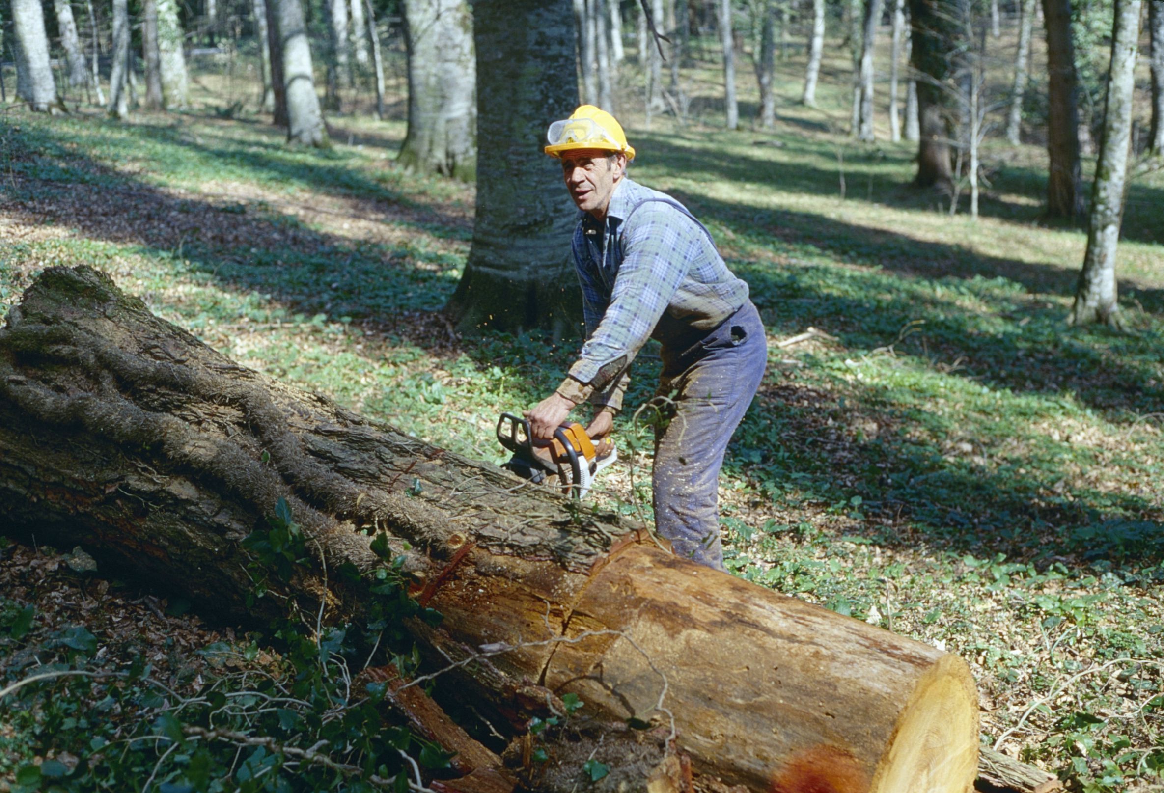 A forestiere sawing a tree in the Foresta Umbra